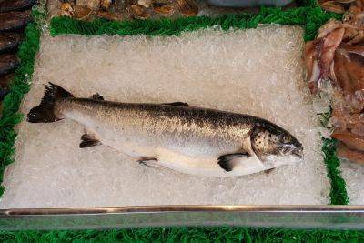 Отзыв рыбы в Германии: опасность сальмонеллеза