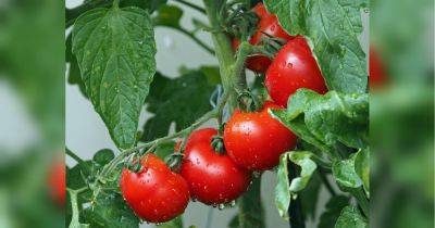 Удалите лишние листья и цветы: простые лайфхаки для увеличения урожая томатов