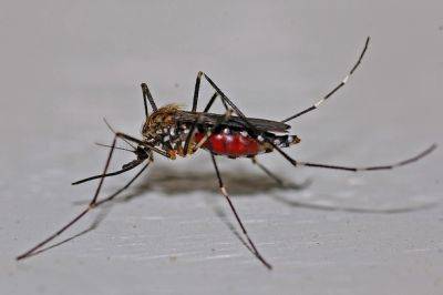 На юге Израиля обнаружены комары - переносчики лихорадки Западного Нила - nashe.orbita.co.il - Израиль