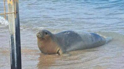 Знаменитая тюлениха Юлия замечена на пляже в округе Ха-Шарон