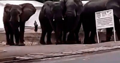 В Камеруне слоны из-за жажды затоптали двух человек (видео)