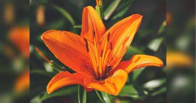 Срочно дайте лилиям азот — они порадуют вас пышным цветением на даче