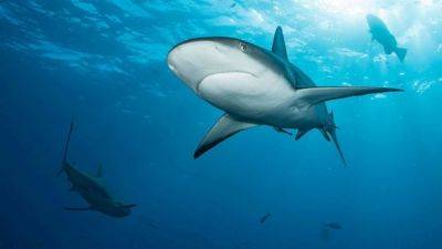 На островах Теркс и Кайкос акула откусила ногу американской туристке