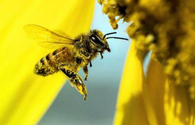 Опасная болезнь обнаружена у пчел с пасеки в Краснохолмском округе