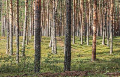Запрет на посещение лесов снят в 32 муниципалитетах Тверской области