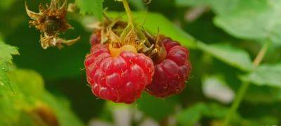 Черешня по 1000 гривен больше не "топчик": цены на популярную ягоду заставляют валиться с ног