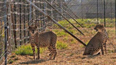 Трое детенышей гепарда умерли в Индии из-за изнуряющей жары