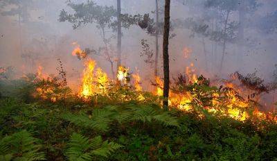Возле Медемциемса возник крупный лесной пожар: к тушению огня привлечен вертолет