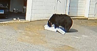 "Адреналин зашкаливал": голодный медведь забрался в пекарню и съел 60 кексов (видео)