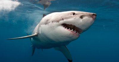 В Атлантическом океане поймали "Железную акулу", проплывшую более 24 тыс. км (фото)
