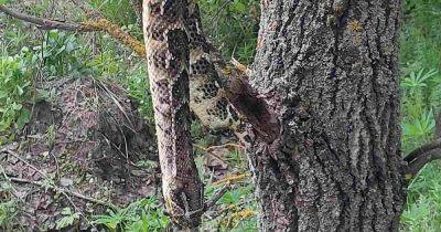 Длинной в два метра и стоимостью в две тысячи долларов: экзотическая змея напугала украинцев (фото)