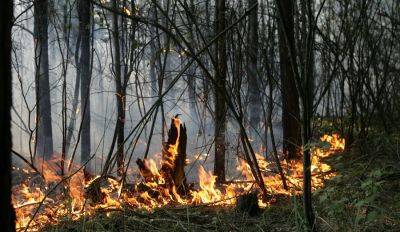 Пожар в Олайнском крае: работы по тушению огня продолжаются, выгорело уже почти 8 гектаров леса
