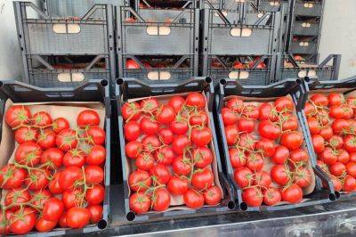 Туркменистан может потеснить узбекские томаты на рынке Таджикистана