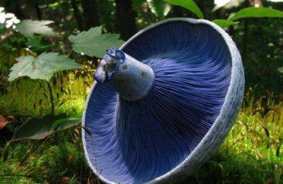 15 самых красивых грибов в природе