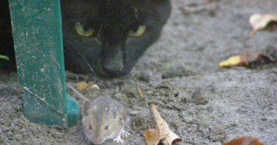 Прирожденные охотники: 7 пород кошек, которые лучше всего ловят мышей - focus.ua - Россия - Украина - Таиланд