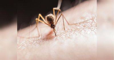 Помогут чеснок и яблочный уксус: как избавиться от комаров в домашних условиях