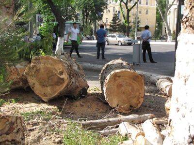 В Узбекистане вновь усилят ответственность за рубку и формовку деревьев. Также появится ответственность за разработку проектов, повлекших гибель деревьев