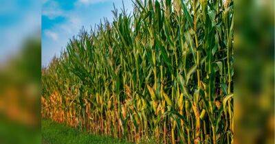 Еврокомиссия окончательно решила вопрос с украинским зерном