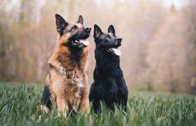 В России предлагают ввести обязательную регистрацию крупных собак