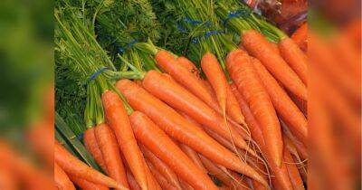 Маленькие секреты больших урожаев: обязательно сделайте это перед посевом моркови — и она удивит вас своими размерами