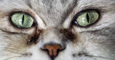 Можно утонуть. 9 пород кошек с самыми большими и красивыми глазами