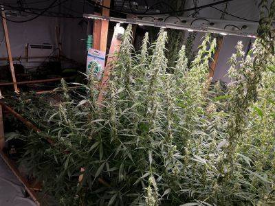 В Тверской области двое мужчин устроили в частном доме производство марихуаны