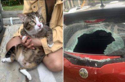 Толстый котик выпал с шестого этажа прямо на машину: авто в "дребезги", а "пузатику" хоть бы что