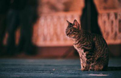 Знаменитые коты из Эрмитажа теперь застрахованы