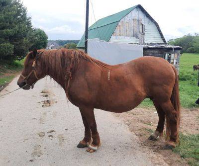 В Тверской области конокрад увел с фермы трех лошадей