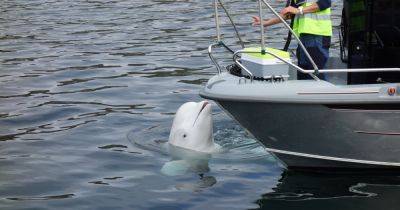 Исследователи озадачены: российский кит-шпион Хвалдимир неожиданно приплыл в Швецию