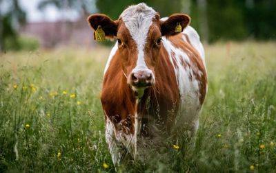 В Хмельницкой области мужчина протащил беременную корову за трактором и изнасиловал
