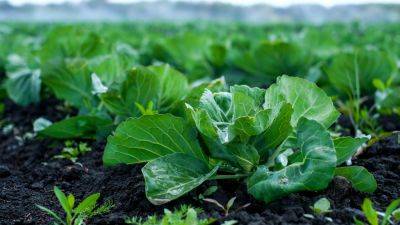 Чем и когда поливать капусту - советы огородникам