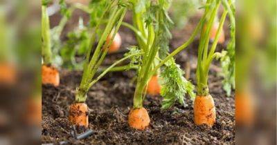 Марганцовка избавит морковь от болезней, а молотый перец — от морковной мухи