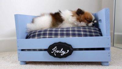 Уютный лежак для собаки из обыкновенного ящика