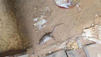 Нашествие мышей в Бат-Яме: жители в панике