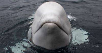 Власти Швеции предложили "предоставить убежище" российскому киту-шпиону Хвалдимиру (видео)