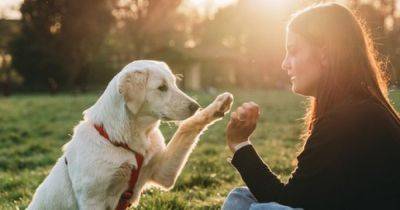 Ученые назвали 10 вещей, о которых должны помнить все владельцы собак