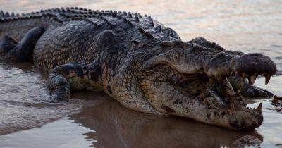 Вытащил голову из пасти: австралиец выжил во время нападения крокодила (фото)