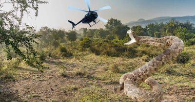 Криптозоологи ищут в центре Конго 15-метровую змею: она "нападает на вертолеты"