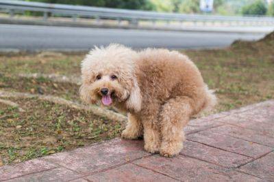 Кнессет утвердил законопроект о ДНК собак для борьбы с фекалиями на улицах