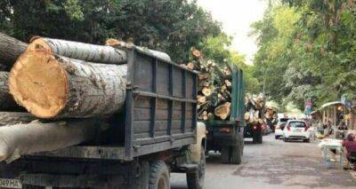 В Узбекистане увеличат штрафы и введут арест на 15 суток за незаконную вырубку деревьев