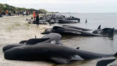 Плохой знак: из Черного моря на пляжи массово выбрасывает дельфинов