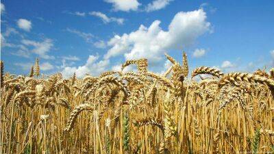 Цены на пшеницу резко выросли на фоне эскалации напряженности в Черном море, — Bloomberg