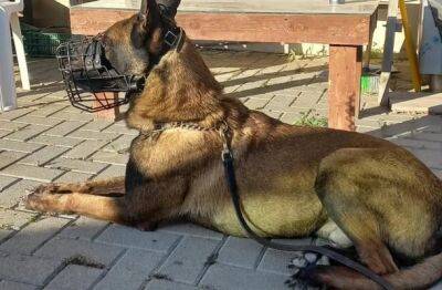 Во время операции в Шхеме погиб служебный пес, прикрыв своим телом бойцов МАГАВ