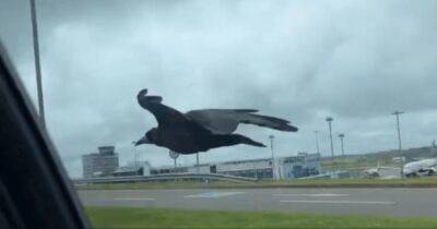 Можно покормить: в Ирландии "домашний" ворон летает рядом с едущей машиной таксиста (видео)