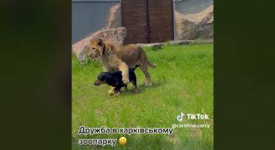 В харьковском зоопарке подружились лев и такса (видео)