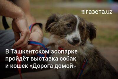 В Ташкентском зоопарке пройдёт выставка собак и кошек «Дорога домой»