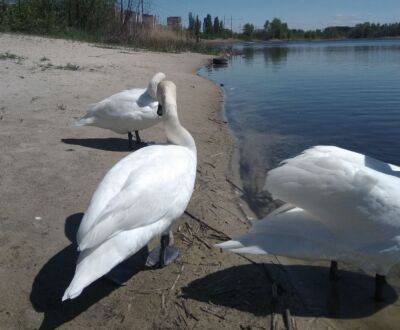 "Насчитала 38 лебедей": что происходит на Чистом озере в Северодонецке (видео)