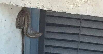 Собака начала рычать: в США женщина обнаружила гнездо змей в стенах своего дома (фото)