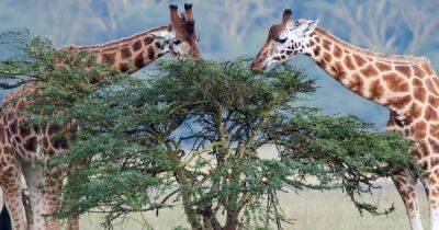Размер не главное: жирафы с крохотным мозгом принимают решения также, как и люди (видео)